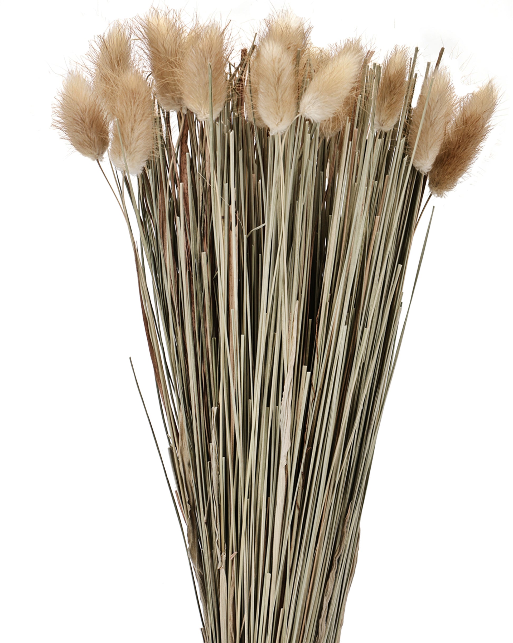 EGLO Trockenblume 45cm 428047 beige