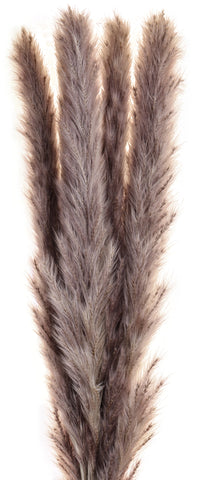 EGLO Trockenblume 60cm 428058 braun