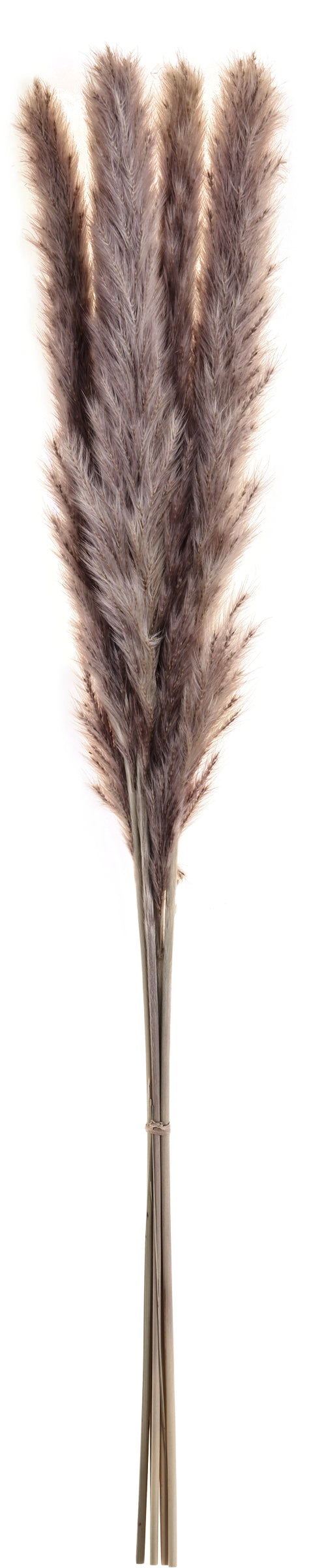 EGLO Trockenblume 60cm 428058 braun