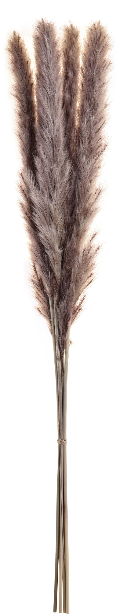 EGLO Trockenblume 60cm 428058 braun