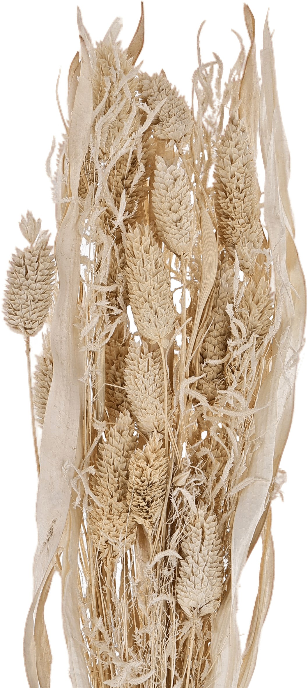 EGLO Trockenblumen CARAQUET 45cm 428071 beige