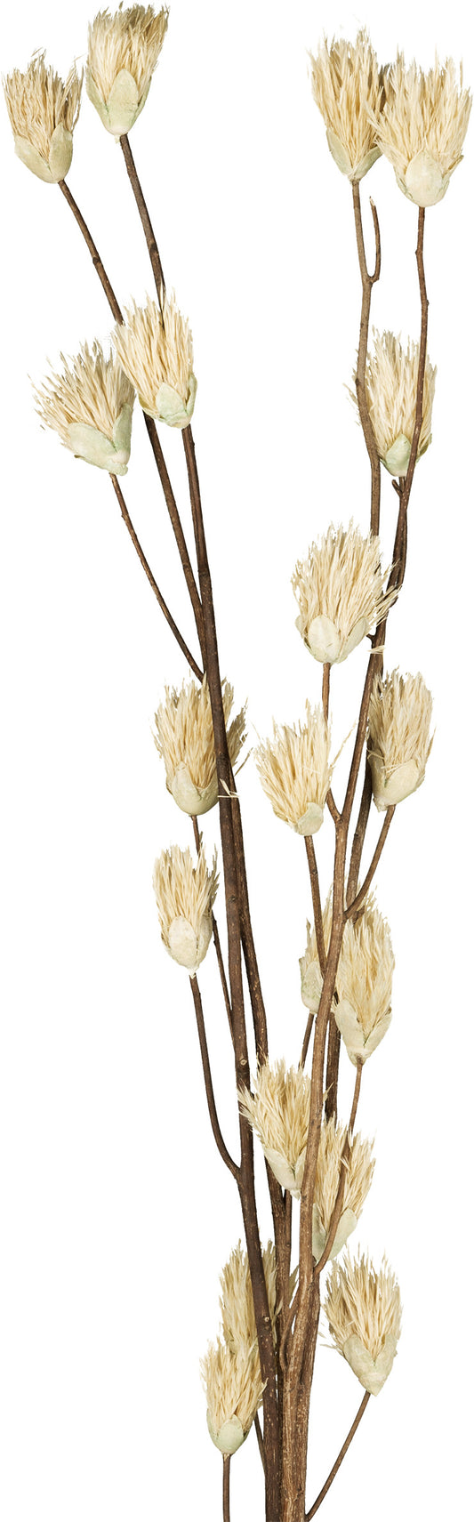 EGLO Trockenblume SENNETERRE 428166 grün