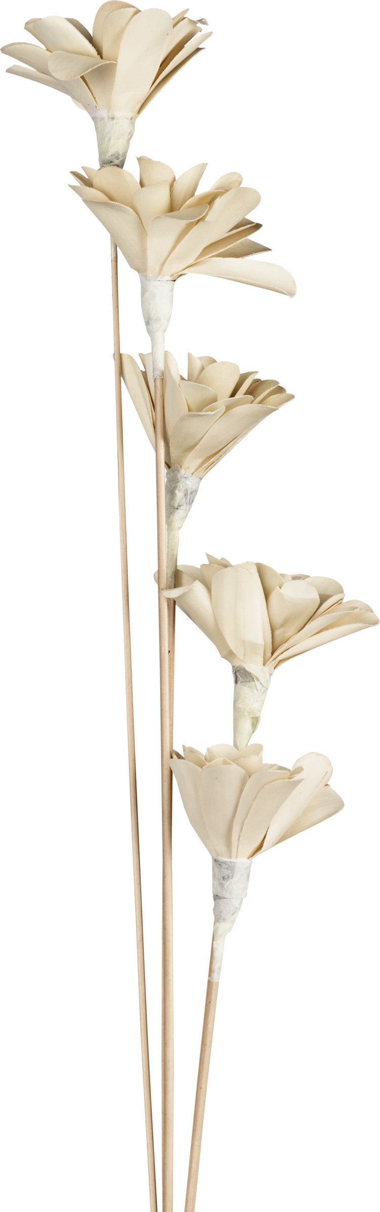 EGLO Trockenblume SENNETERRE 428167 weiss