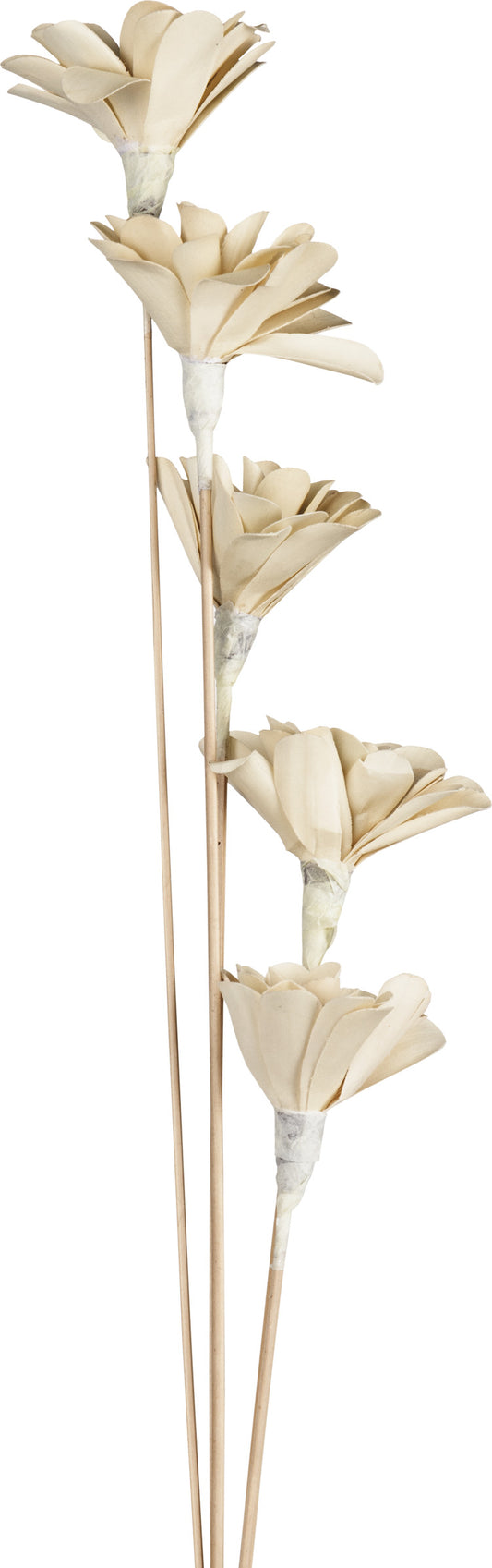 EGLO Trockenblume SENNETERRE 428167 weiss