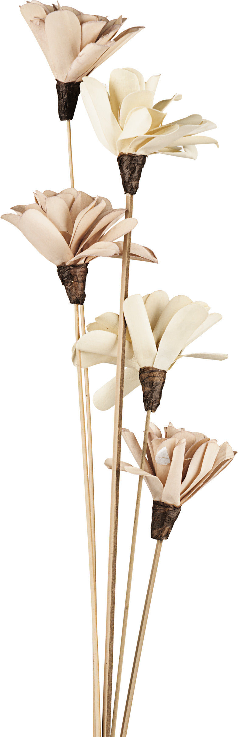 EGLO Trockenblume SENNETERRE 428168 beige