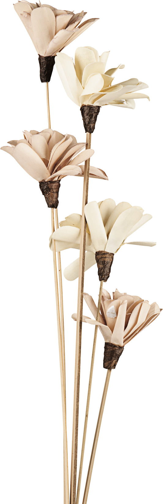 EGLO Trockenblume SENNETERRE 428168 beige
