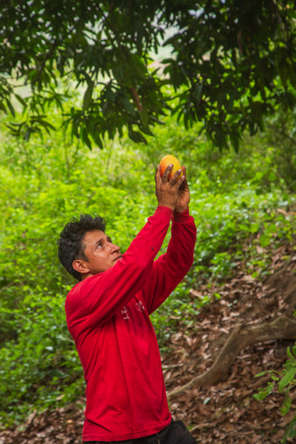 BioInka - Lucumo -  🌿 The Superfruit You've Never Heard of