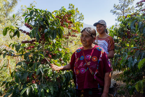 Xalala Le Chant des Bisses - Guatemalan Coffee Beans