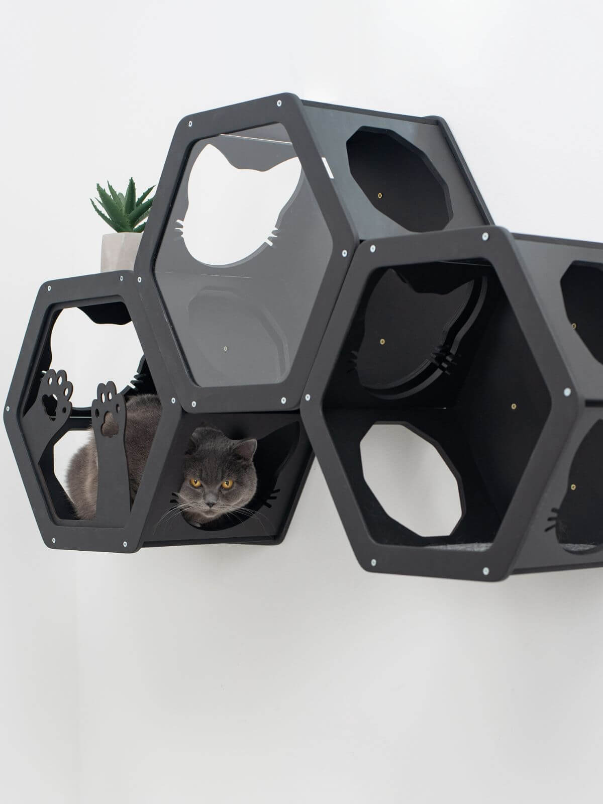 hexagon cat wall shelves
