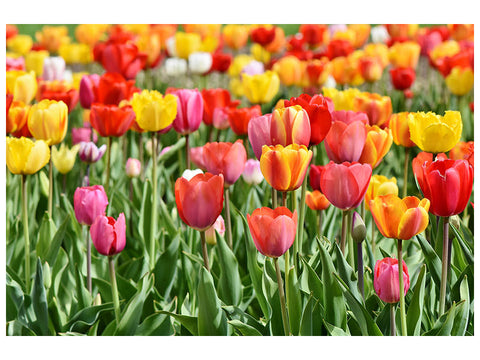 Leinwandbild Ein buntes Tulpenfeld