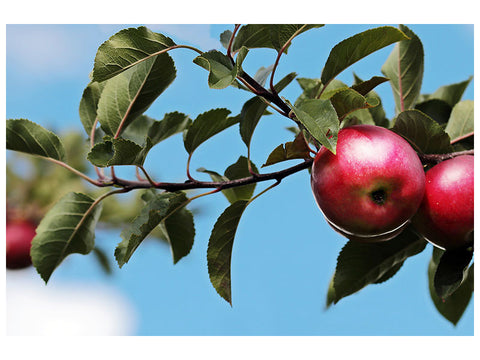 Leinwandbild Apfel am Baum