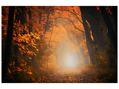 Leinwandbild Herbstlicht im Wald