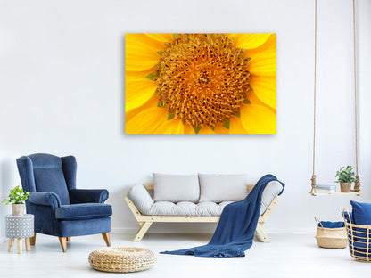 Leinwandbild Wunderschöne Knospen der Sonnenblume
