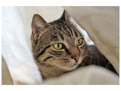 Leinwandbild Lieblings Katze