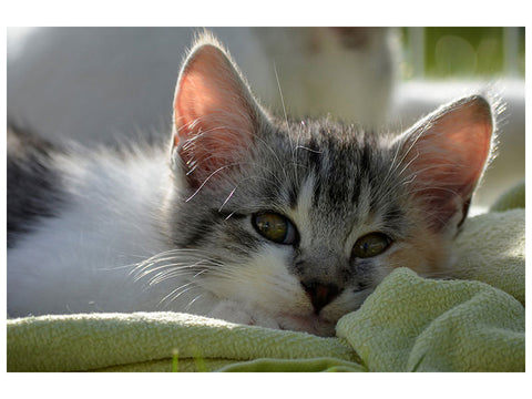 Leinwandbild Verliebt in Kitten