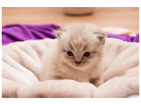 Leinwandbild Kitten zum Verlieben