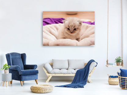 Leinwandbild Kitten zum Verlieben