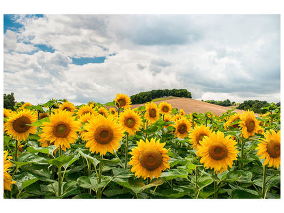 Leinwandbild Landschaft mit Sonnenblumen