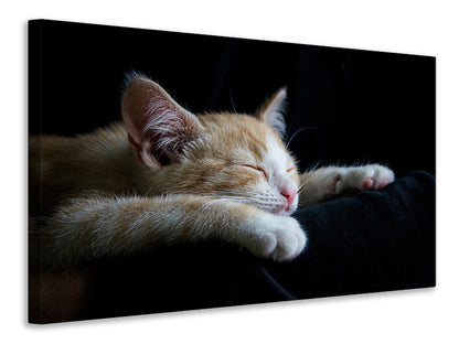 Leinwandbild Faule Katze