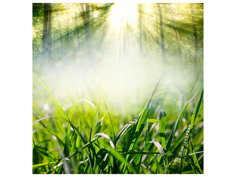 Leinwandbild Zauberwald