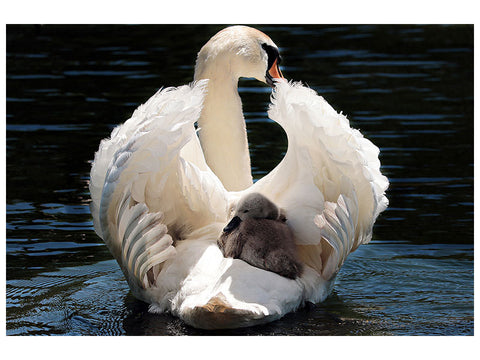 Leinwandbild Mama und Baby Schwan