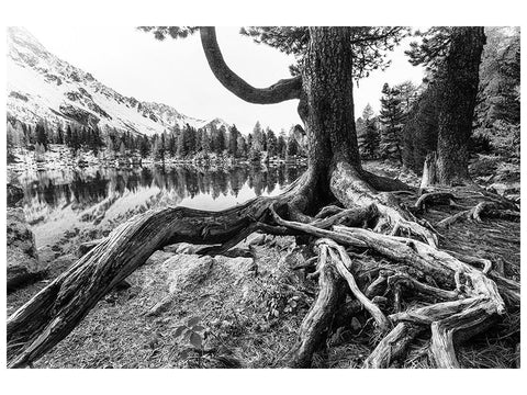 Leinwandbild Old Tree