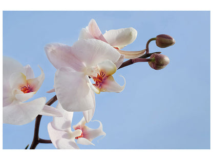 Leinwandbild Orchidee im Himmel
