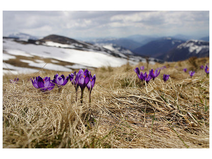 Leinwandbild Lila Krokus