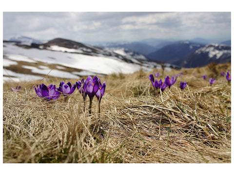 Leinwandbild Lila Krokus