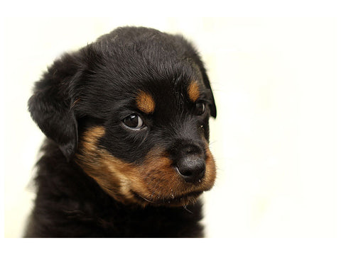 Leinwandbild Rottweiler Welpe zum Verlieben
