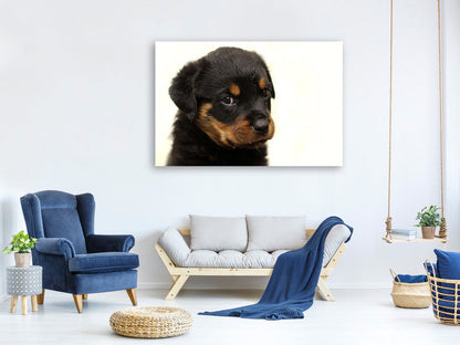 Leinwandbild Rottweiler Welpe zum Verlieben