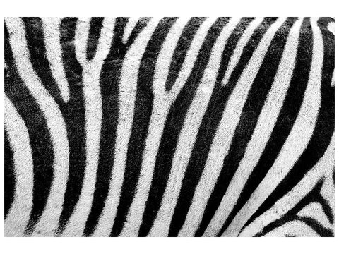 Leinwandbild Streifen vom Zebra