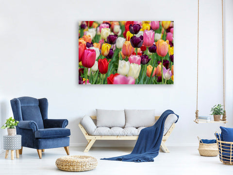 Leinwandbild Die Farben der Tulpen