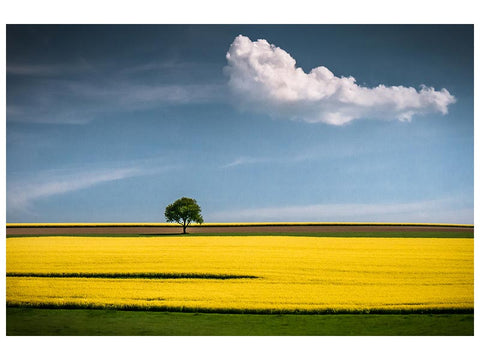Leinwandbild The Tree and the Cloud
