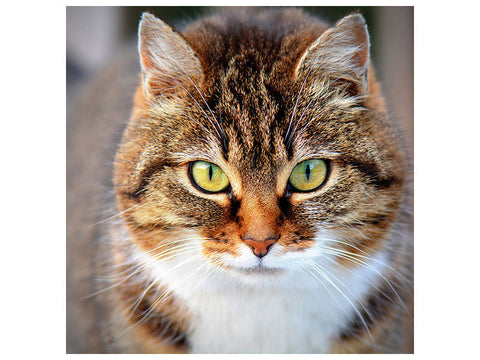 Leinwandbild Tiger Katze