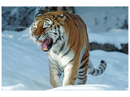 Leinwandbild Tiger im Schnee