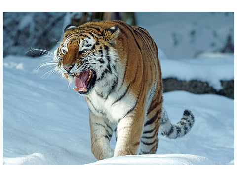 Leinwandbild Tiger im Schnee