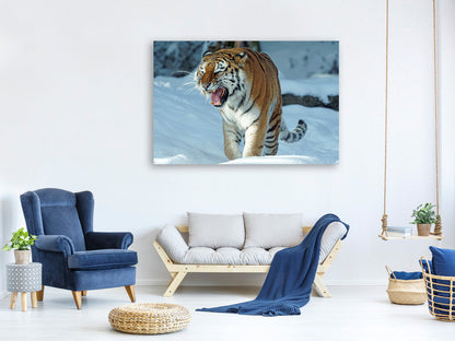 Leinwandbild Tiger im Schnee