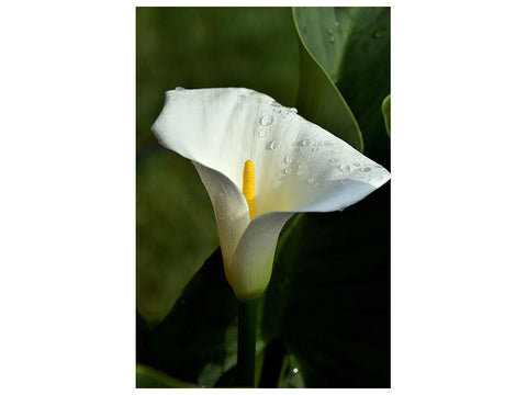 Leinwandbild Weisse Calla mit Morgentau