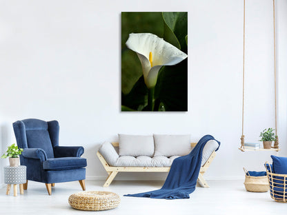 Leinwandbild Weisse Calla mit Morgentau