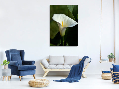 Leinwandbild Weisse Calla mit Morgentau