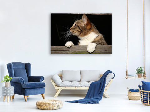 Leinwandbild XL Katze