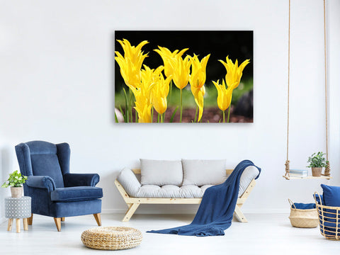 Leinwandbild Gelbe Tulpen in der Natur