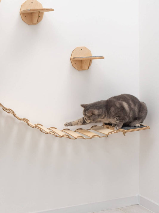 cat wall bridge