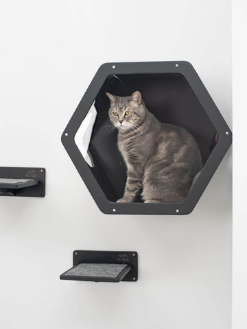 cat climbing wall shelves