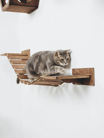 climbing steps on wall for cats