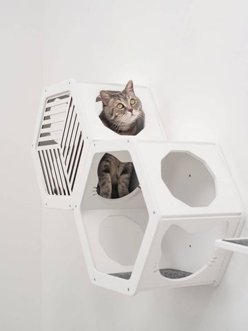 cat climbing wall shelves