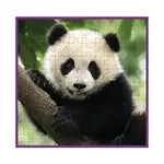 Panda 100 Teile