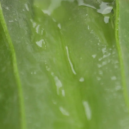 Cocooning Biocosmetics - Hydrating Sublime Jelly Mask + Face Brush - Revitalize Your Skin! ✨💦
