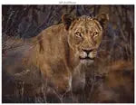 Wildtiere Blickkontakt 3x1000 Teile (Donal Boyd)